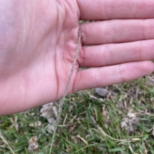 Sporobolus africanus at Long Beach, NSW - 12 Jan 2023 06:43 PM