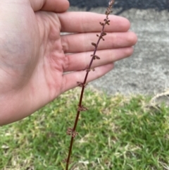 Rumex brownii (Slender Dock) at Long Beach, NSW - 12 Jan 2023 by natureguy