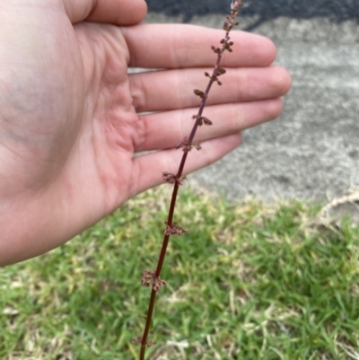 Rumex brownii (Slender Dock) at Long Beach, NSW - 12 Jan 2023 by natureguy