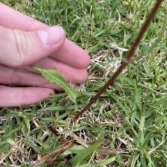 Rumex brownii at Long Beach, NSW - 12 Jan 2023