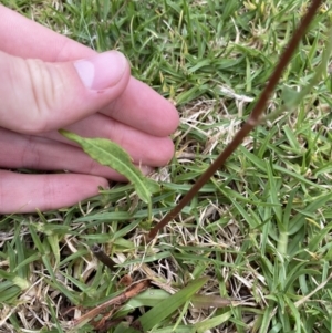 Rumex brownii at Long Beach, NSW - 12 Jan 2023 06:43 PM