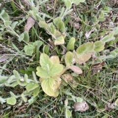 Kickxia elatine (Sharpleaf Cancerwort) at Long Beach, NSW - 12 Jan 2023 by natureguy