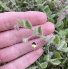 Kickxia elatine at Long Beach, NSW - 12 Jan 2023 06:42 PM