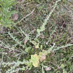 Kickxia elatine at Long Beach, NSW - 12 Jan 2023 06:42 PM