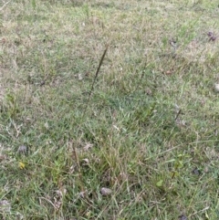 Bothriochloa macra at Long Beach, NSW - 12 Jan 2023