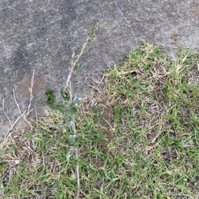 Oenothera indecora subsp. bonariensis (Small-flower Evening Primrose) at Long Beach, NSW - 12 Jan 2023 by natureguy