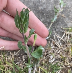 Oenothera indecora subsp. bonariensis at Long Beach, NSW - 12 Jan 2023 06:38 PM