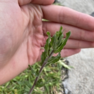 Oenothera indecora subsp. bonariensis at Long Beach, NSW - 12 Jan 2023 06:38 PM