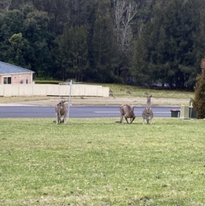 Macropus giganteus at Long Beach, NSW - 12 Jan 2023 06:37 PM