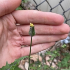 Sonchus oleraceus (Annual Sowthistle) at Long Beach, NSW - 12 Jan 2023 by natureguy