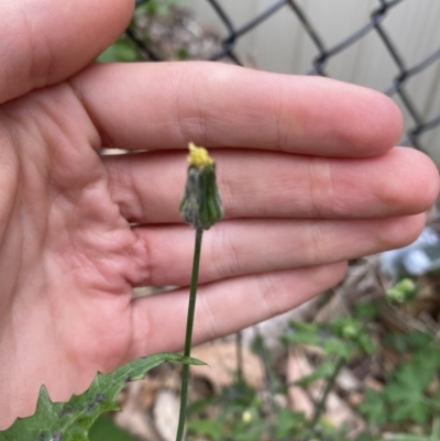 Sonchus oleraceus (Annual Sowthistle) at Long Beach, NSW - 12 Jan 2023 by natureguy