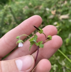 Geranium gardneri at Long Beach, NSW - 12 Jan 2023 06:35 PM