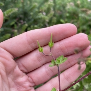 Geranium gardneri at Long Beach, NSW - 12 Jan 2023 06:35 PM