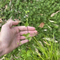 Geranium gardneri at Long Beach, NSW - 12 Jan 2023 06:35 PM