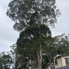 Corymbia maculata (Spotted Gum) at Long Beach, NSW - 12 Jan 2023 by natureguy