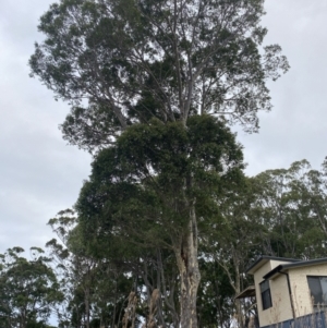 Corymbia maculata at Long Beach, NSW - 12 Jan 2023