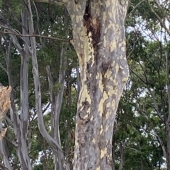 Corymbia maculata at Long Beach, NSW - 12 Jan 2023 06:33 PM