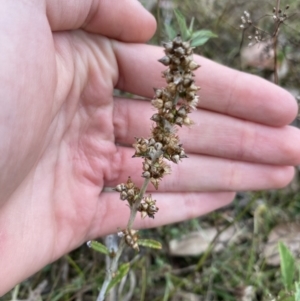 Gamochaeta americana at Long Beach, NSW - 12 Jan 2023