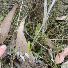 Gamochaeta americana at Long Beach, NSW - 12 Jan 2023