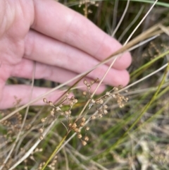 Juncus usitatus (Common Rush) at Long Beach, NSW - 12 Jan 2023 by natureguy