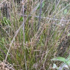 Juncus usitatus at Long Beach, NSW - 12 Jan 2023