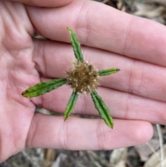 Euchiton sphaericus (star cudweed) at Long Beach, NSW - 12 Jan 2023 by natureguy