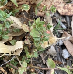 Lysimachia arvensis (Scarlet Pimpernel) at Long Beach, NSW - 12 Jan 2023 by natureguy