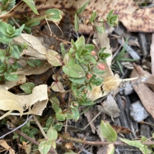 Lysimachia arvensis at Long Beach, NSW - 12 Jan 2023 06:28 PM