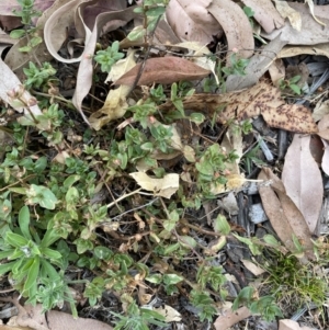 Lysimachia arvensis at Long Beach, NSW - 12 Jan 2023