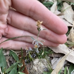 Gamochaeta calviceps (Narrowleaf Purple Everlasting) at Long Beach, NSW - 12 Jan 2023 by natureguy