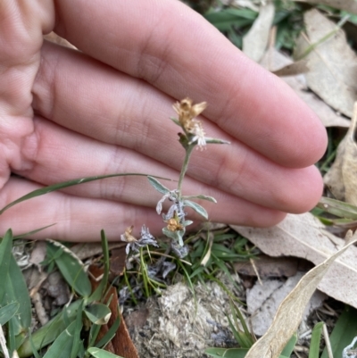 Gamochaeta calviceps (Narrowleaf Purple Everlasting) at Long Beach, NSW - 12 Jan 2023 by natureguy