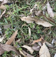 Cynodon dactylon at Long Beach, NSW - 12 Jan 2023