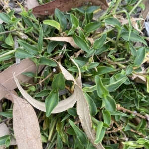 Tradescantia fluminensis at Long Beach, NSW - 12 Jan 2023