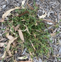 Tradescantia fluminensis at Long Beach, NSW - 12 Jan 2023 06:25 PM