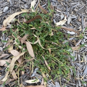 Tradescantia fluminensis at Long Beach, NSW - 12 Jan 2023