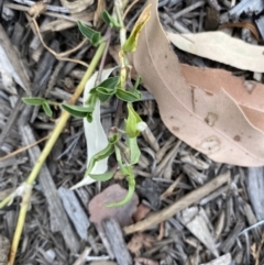 Tradescantia fluminensis at Long Beach, NSW - 12 Jan 2023