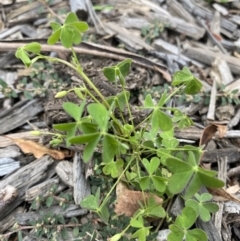 Oxalis sp. (Wood Sorrel) at Long Beach, NSW - 12 Jan 2023 by natureguy