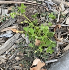 Oxalis sp. at Long Beach, NSW - 12 Jan 2023 06:24 PM