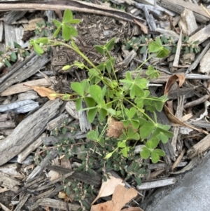 Oxalis sp. at Long Beach, NSW - 12 Jan 2023