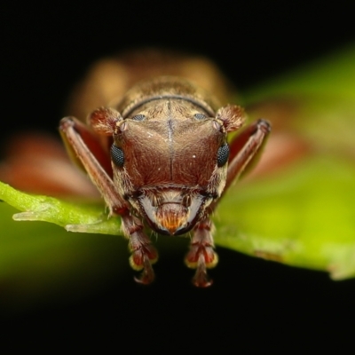 Mesolita pascoei (Longhorn beetle) at ANBG - 2 Jan 2023 by amiessmacro