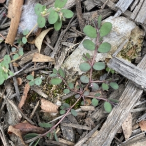 Euphorbia prostrata at Long Beach, NSW - 12 Jan 2023 06:24 PM