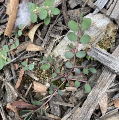 Euphorbia prostrata (Red Caustic Weed) at Long Beach, NSW - 12 Jan 2023 by natureguy