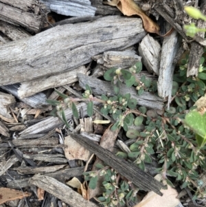 Euphorbia maculata at Long Beach, NSW - 12 Jan 2023