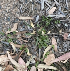 Crepis capillaris (Smooth Hawksbeard) at Long Beach, NSW - 12 Jan 2023 by natureguy