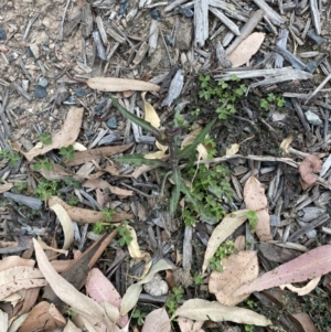 Crepis capillaris at Long Beach, NSW - 12 Jan 2023 06:22 PM