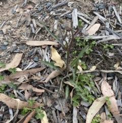 Crepis capillaris at Long Beach, NSW - 12 Jan 2023 06:22 PM