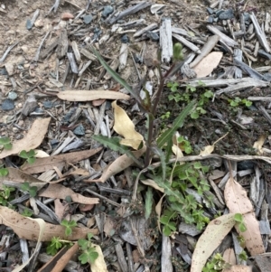 Crepis capillaris at Long Beach, NSW - 12 Jan 2023 06:22 PM