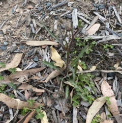 Crepis capillaris at Long Beach, NSW - 12 Jan 2023