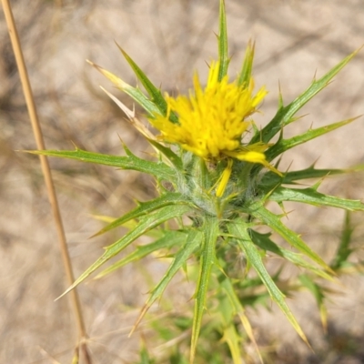 Carthamus lanatus (Saffron Thistle) at Mcleods Creek Res (Gundaroo) - 13 Jan 2023 by trevorpreston