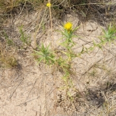 Carthamus lanatus at Gundaroo, NSW - 13 Jan 2023